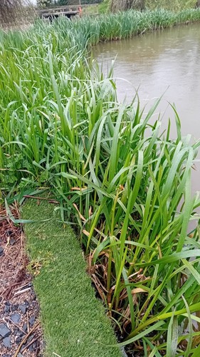 Pond plants reeds - pond,