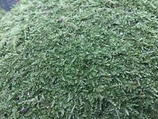 10cm sq Live Carpet Moss for Terrarium Vivarium Kokedama Flat Decoration