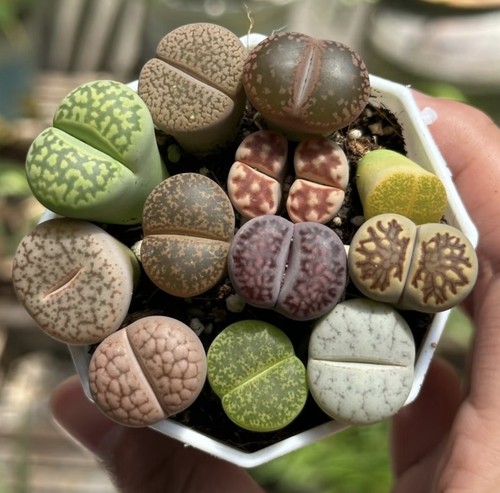 Lithops mixed succulent seeds - succulent,