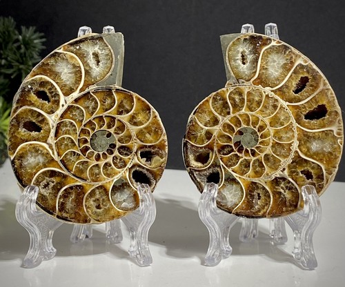 8cm madagascan ammonite - 8cm,