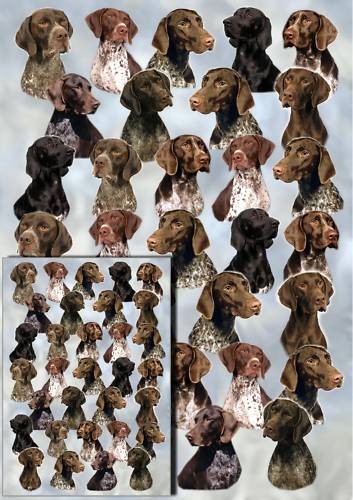 German shorthaired pointer dog - shorthaired,