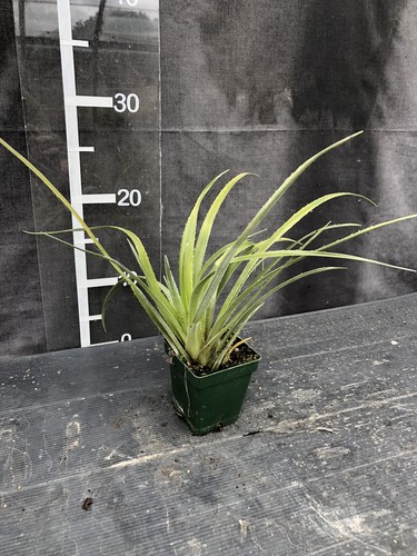 Fascicularia bicolor hardy - bicolor,,