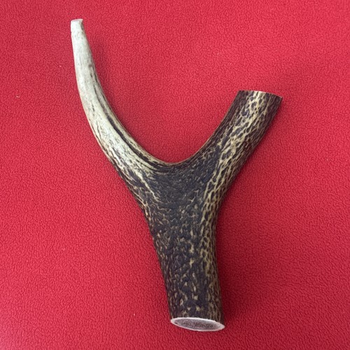 One piece deer antler - of, y