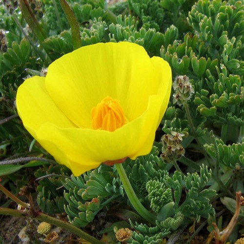 Eschscholzia californica - eschscholzia,
