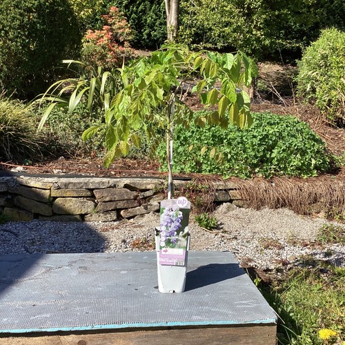 Wisteria sinensis caroline - wisteria,