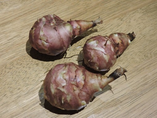 Jerusalem artichoke red fuseau - jerusalem,