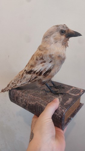 Taxidermy jack daw - taxidermy,