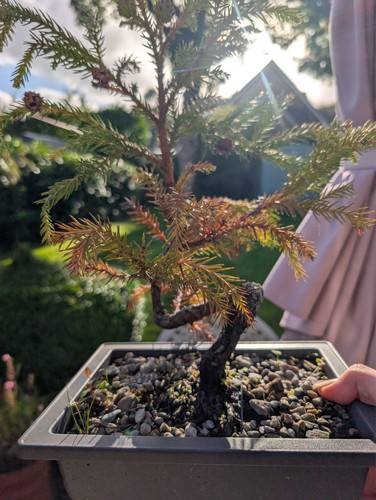 Japanese cedar bonsai - japanese,