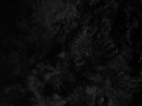 100 raw alpaca fleece from - raw,