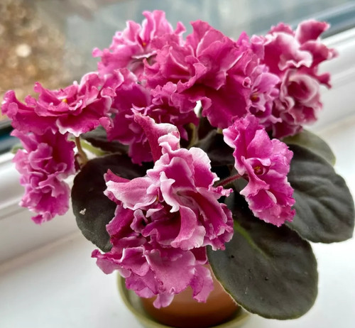 African violet fresh cut - african,