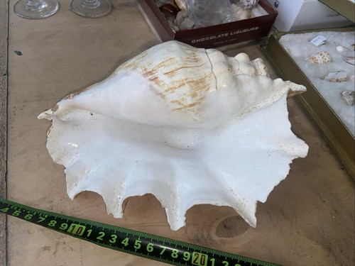Large conch shell - large,