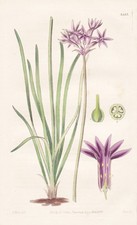 Tulbaghia Violacea South