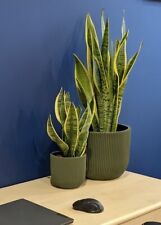 Snake Plant (Sansevieria) - 30cm