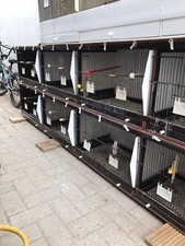 Canary And Finches Breeding