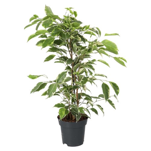 Weeping fig variegated - fig, ‘variegated’