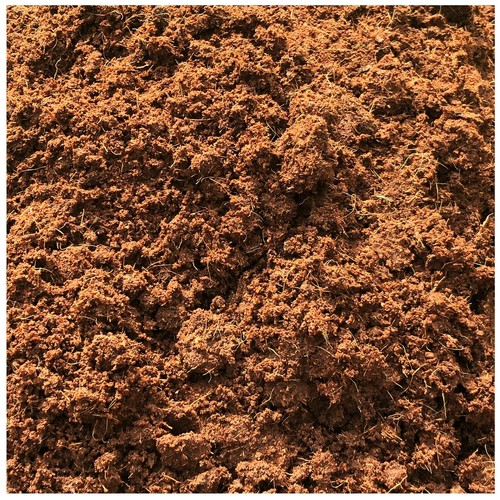 Xena brugmansia potting soil - brugmansia,