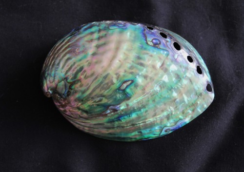 New zealand abalone - abalone, seashell
