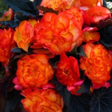 Begonia Nonstop Fire - Double