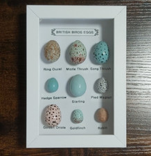 British Birds Eggs Collection