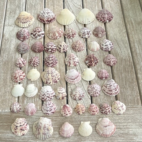 Natural scallop shells - 50,