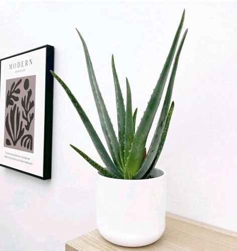 Live aloe vera - live,