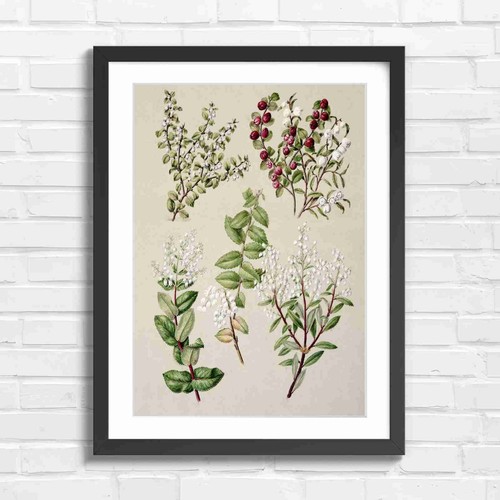 Botanical bells and berries - botanical,