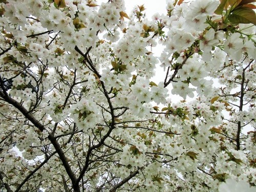 Prunus tai haku - tai, white