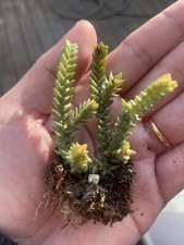 Crassula muscosa well rooted succulent