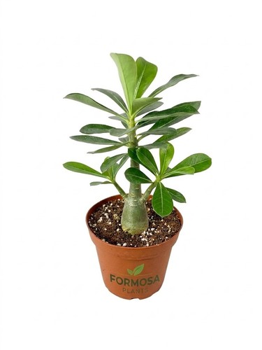 Desert rose plant - rose, 1