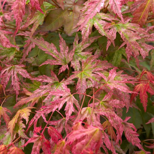 Acer palmatum phoenix - palmatum, |