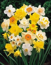 10 -500  DAFFODIL BULBS