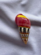 LAND SNAIL, SHELL, Amphidromus Sowyani 32.2mm #8748