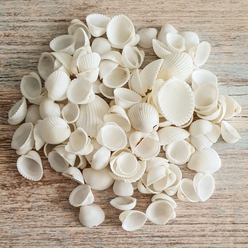 Small white cockle - small, shells