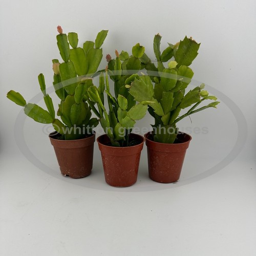 Growers choice - growers,