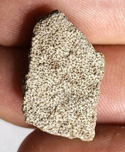 Saltasaurus egg shell - saltasaurus,