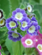 Garden border auricula - border,