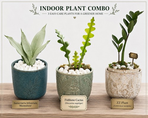 Indoor houseplant combo - 3x,