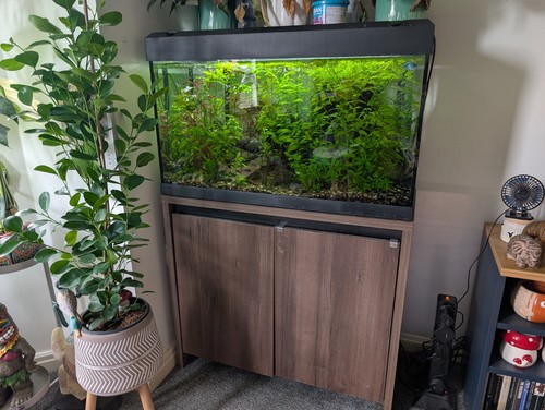 Fluval roma 125l fish - fluval, tank