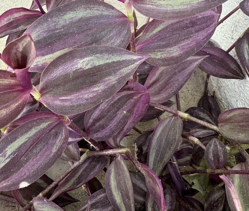 Tradescantia zebrina wandering - tradescantia,