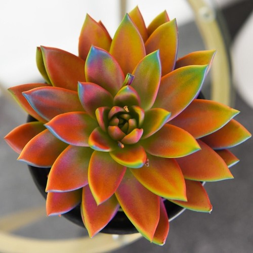 Echeveria miranda - t&m,