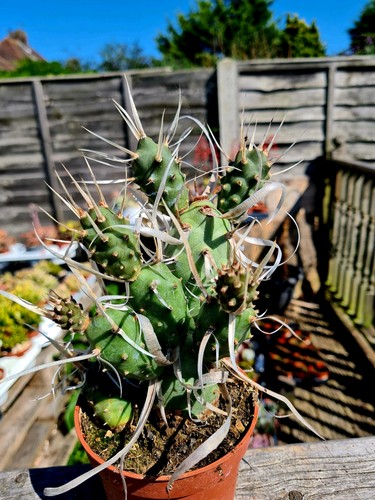 Tephrocactus articulatus - tephrocactus,