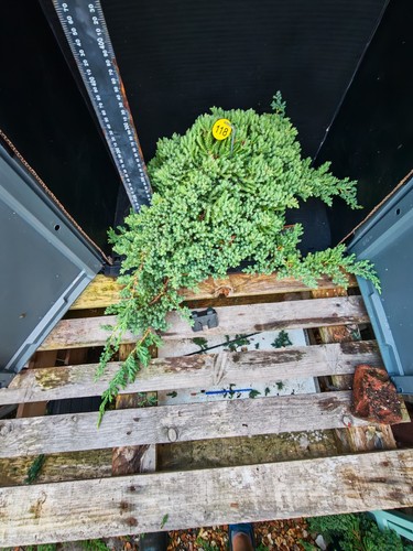 Bonsai tree project material - tree,
