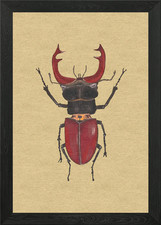 Stag Beetle Framed Wall Art