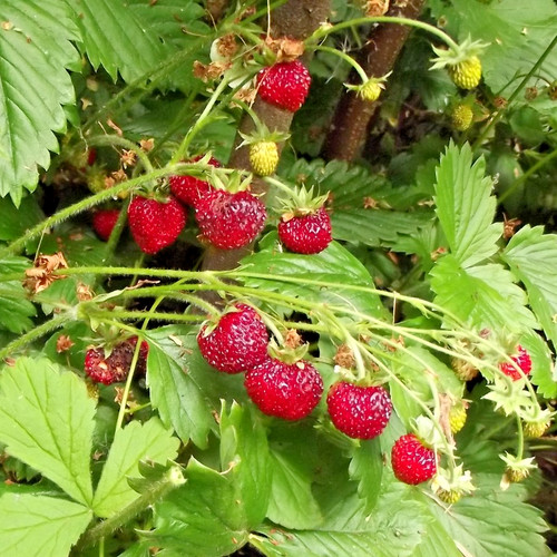 Alpine strawberry bare - 7×,