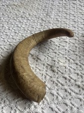 Sheep’s Horn Taxidermy Walking Stick Handle 