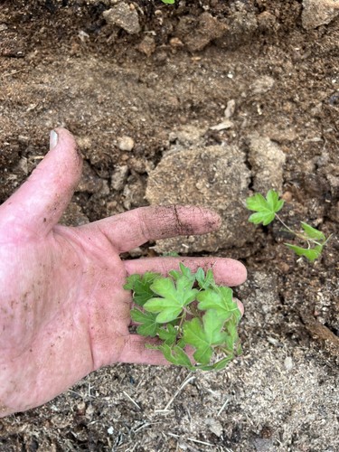 English field maple seedlings - maple,