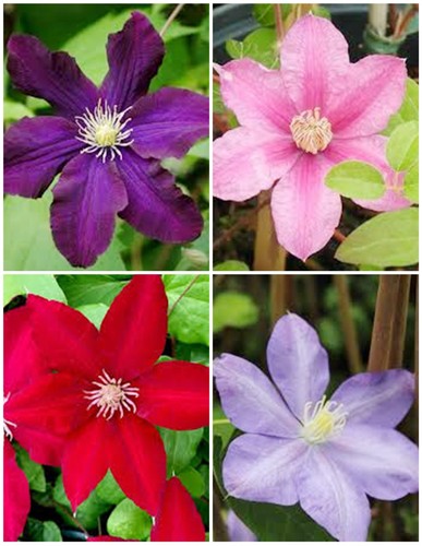 Clematis mixed seeds - clematis,