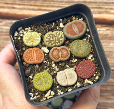 9pcs Single Head Lithops