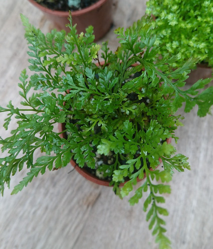 Rabbits foot fern humata - rabbits, 🐇|