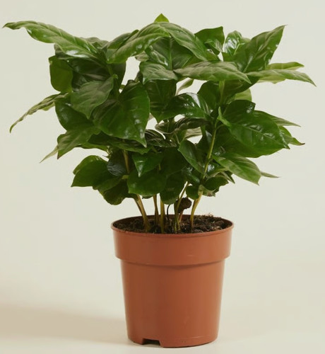 Arabian coffee plant - plant, 5
